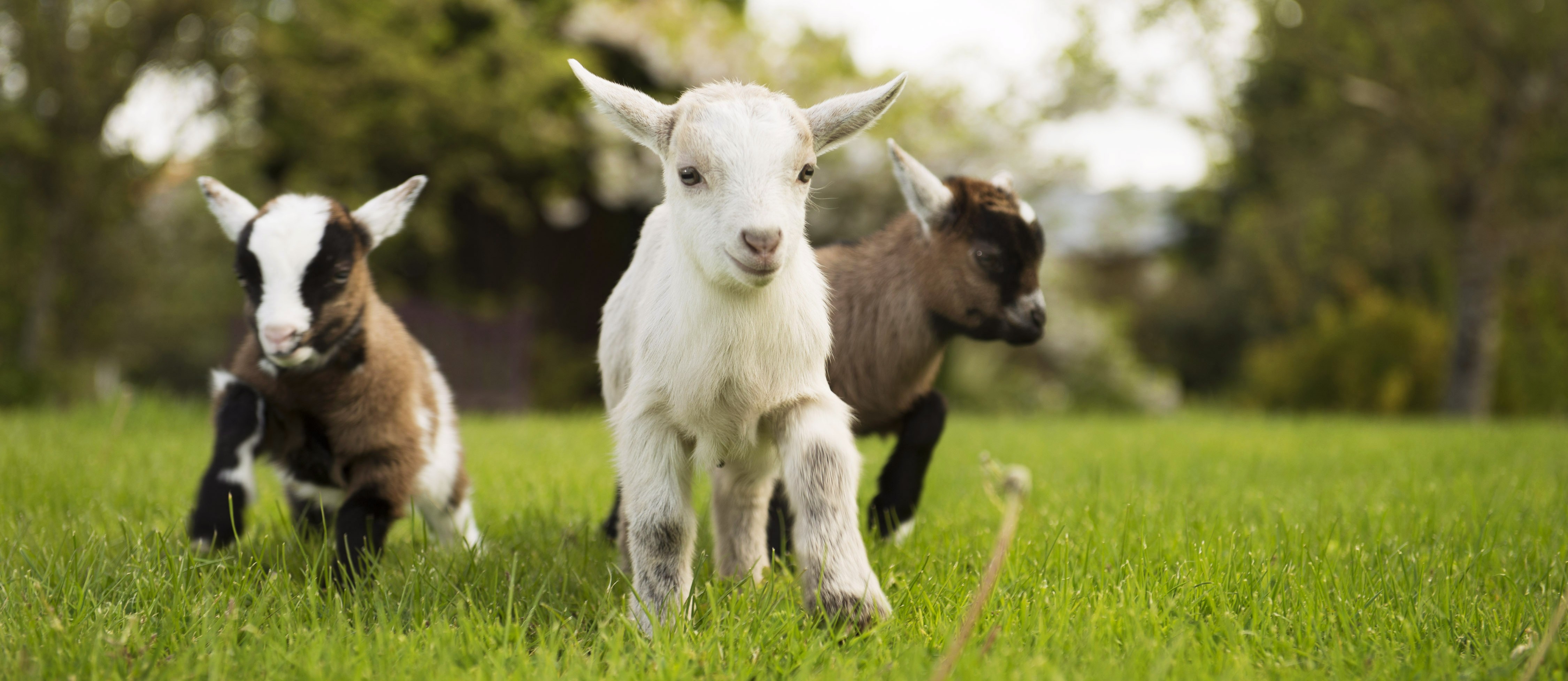 goats-running.jpg